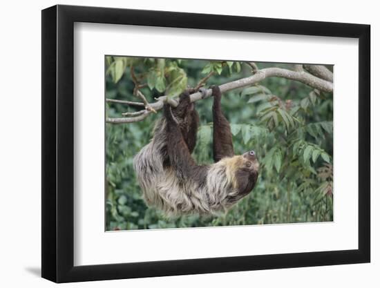 Two-Toed Tree Sloth Hanging from Tree-DLILLC-Framed Photographic Print