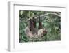 Two-Toed Tree Sloth Hanging from Tree-DLILLC-Framed Photographic Print