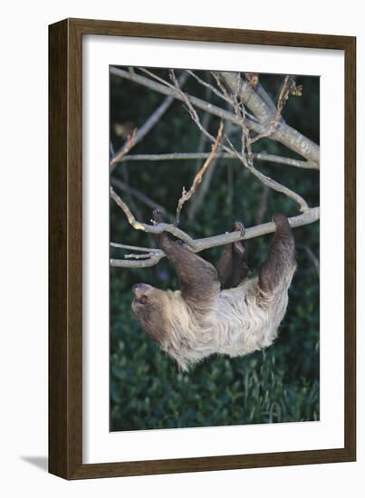 Two-Toed Tree Sloth Hanging from Tree-DLILLC-Framed Photographic Print