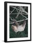 Two-Toed Tree Sloth Hanging from Tree-DLILLC-Framed Photographic Print