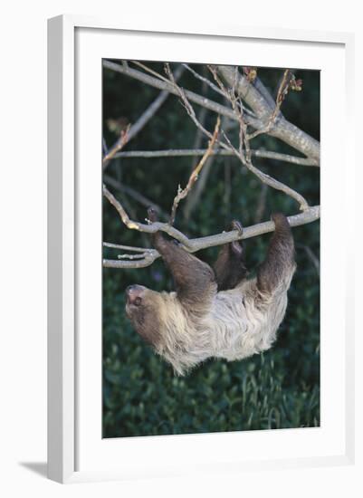 Two-Toed Tree Sloth Hanging from Tree-DLILLC-Framed Photographic Print