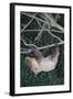 Two-Toed Tree Sloth Hanging from Tree-DLILLC-Framed Photographic Print