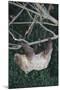 Two-Toed Tree Sloth Hanging from Tree-DLILLC-Mounted Photographic Print