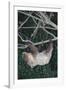 Two-Toed Tree Sloth Hanging from Tree-DLILLC-Framed Photographic Print