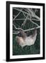 Two-Toed Tree Sloth Hanging from Tree-DLILLC-Framed Photographic Print