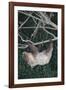 Two-Toed Tree Sloth Hanging from Tree-DLILLC-Framed Photographic Print