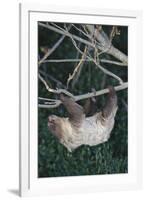 Two-Toed Tree Sloth Hanging from Tree-DLILLC-Framed Photographic Print