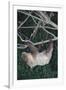 Two-Toed Tree Sloth Hanging from Tree-DLILLC-Framed Photographic Print