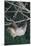 Two-Toed Tree Sloth Hanging from Tree-DLILLC-Mounted Photographic Print