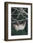 Two-Toed Tree Sloth Hanging from Tree-DLILLC-Framed Photographic Print