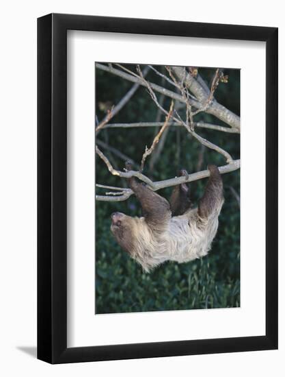 Two-Toed Tree Sloth Hanging from Tree-DLILLC-Framed Photographic Print