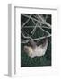 Two-Toed Tree Sloth Hanging from Tree-DLILLC-Framed Photographic Print