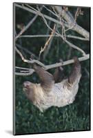 Two-Toed Tree Sloth Hanging from Tree-DLILLC-Mounted Photographic Print