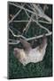 Two-Toed Tree Sloth Hanging from Tree-DLILLC-Mounted Photographic Print