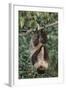 Two-Toed Tree Sloth Hanging from Tree-DLILLC-Framed Photographic Print