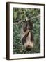 Two-Toed Tree Sloth Hanging from Tree-DLILLC-Framed Photographic Print