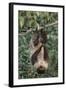 Two-Toed Tree Sloth Hanging from Tree-DLILLC-Framed Photographic Print