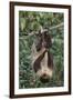 Two-Toed Tree Sloth Hanging from Tree-DLILLC-Framed Photographic Print