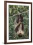 Two-Toed Tree Sloth Hanging from Tree-DLILLC-Framed Photographic Print