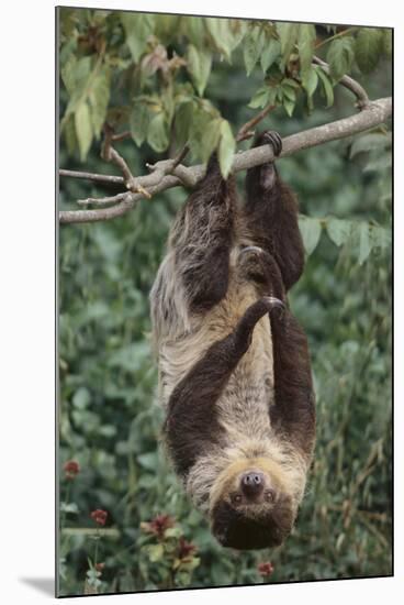 Two-Toed Tree Sloth Hanging from Tree-DLILLC-Mounted Photographic Print