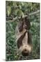 Two-Toed Tree Sloth Hanging from Tree-DLILLC-Mounted Photographic Print