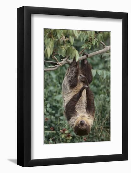 Two-Toed Tree Sloth Hanging from Tree-DLILLC-Framed Photographic Print