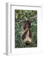 Two-Toed Tree Sloth Hanging from Tree-DLILLC-Framed Photographic Print