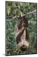 Two-Toed Tree Sloth Hanging from Tree-DLILLC-Mounted Photographic Print