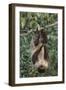 Two-Toed Tree Sloth Hanging from Tree-DLILLC-Framed Photographic Print