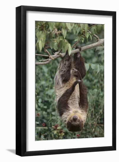 Two-Toed Tree Sloth Hanging from Tree-DLILLC-Framed Photographic Print