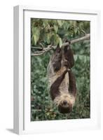 Two-Toed Tree Sloth Hanging from Tree-DLILLC-Framed Photographic Print