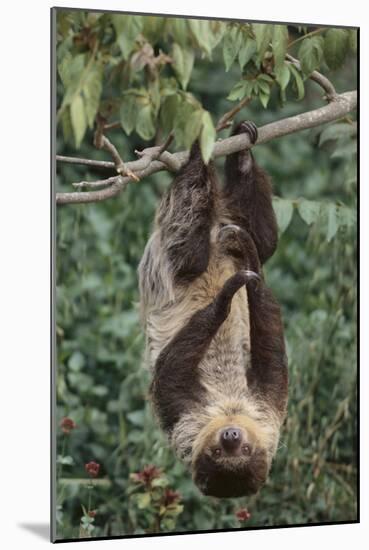 Two-Toed Tree Sloth Hanging from Tree-DLILLC-Mounted Photographic Print