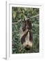 Two-Toed Tree Sloth Hanging from Tree-DLILLC-Framed Photographic Print