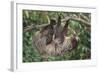 Two-Toed Tree Sloth Hanging from Tree-DLILLC-Framed Photographic Print