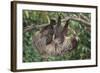 Two-Toed Tree Sloth Hanging from Tree-DLILLC-Framed Photographic Print