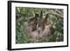 Two-Toed Tree Sloth Hanging from Tree-DLILLC-Framed Photographic Print