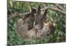 Two-Toed Tree Sloth Hanging from Tree-DLILLC-Mounted Photographic Print