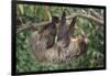 Two-Toed Tree Sloth Hanging from Tree-DLILLC-Framed Photographic Print