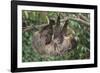 Two-Toed Tree Sloth Hanging from Tree-DLILLC-Framed Photographic Print