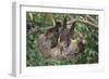 Two-Toed Tree Sloth Hanging from Tree-DLILLC-Framed Photographic Print