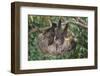 Two-Toed Tree Sloth Hanging from Tree-DLILLC-Framed Photographic Print