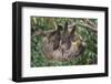 Two-Toed Tree Sloth Hanging from Tree-DLILLC-Framed Photographic Print