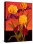 Two Toned Irises-John Newcomb-Stretched Canvas