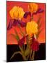 Two Toned Irises-John Newcomb-Mounted Giclee Print