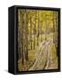 Two-Track Lane Through Fall Aspens, Near Telluride, Colorado-James Hager-Framed Stretched Canvas