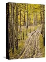 Two-Track Lane Through Fall Aspens, Near Telluride, Colorado-James Hager-Stretched Canvas