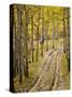 Two-Track Lane Through Fall Aspens, Near Telluride, Colorado-James Hager-Stretched Canvas
