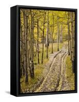 Two-Track Lane Through Fall Aspens, Near Telluride, Colorado-James Hager-Framed Stretched Canvas