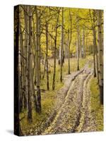 Two-Track Lane Through Fall Aspens, Near Telluride, Colorado-James Hager-Stretched Canvas