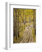 Two-Track Lane Through Fall Aspens, Near Telluride, Colorado-James Hager-Framed Photographic Print